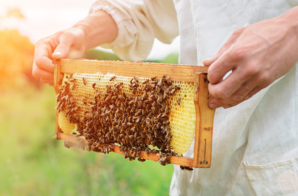 honey farming holding beeswax