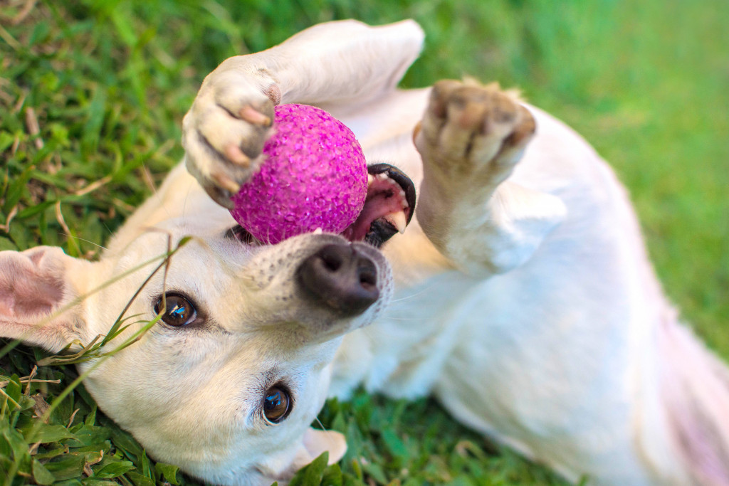 Dog with rubber ball